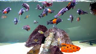 Tropheus Moori Black orange 🍊 PembaBemba extremely active group begging for food [upl. by Uriia]