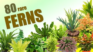 80 FERN SPECIES  HERB STORIES [upl. by Macario129]