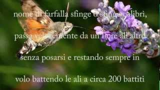 FARFALLA COLIBRI [upl. by Ettennahs960]