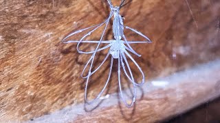 I found a cellar spider moulting [upl. by Aisyla]