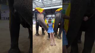 Guneet Darr Gai 😜 elephant safari harpreetsdc funny  Harpreet SDC [upl. by Viafore]