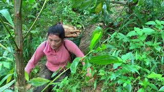 Daily life at Bushcraft camp  digging cassava for pigs Falling downhill [upl. by Aneis376]