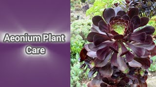 Aeonium succulent Plant Reporting  Aeonium Plant Care [upl. by Drusie]