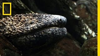 Giant Salamander As Big As a Dog  National Geographic [upl. by Riley]