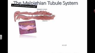 Malpighian Tubules IB Biology [upl. by Nesral]