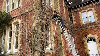 Winter Pruning Wisteria  Advice on what to do Cutting Back a Tangled Mess😄 [upl. by Nadab]