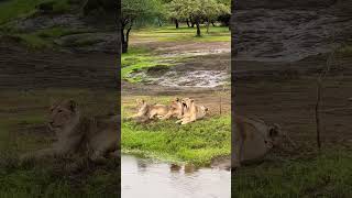 devalia safari park lion king 👑👑👑 sasan gir forest Gujarat India [upl. by Kornher]