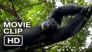 Chimpanzee Movie CLIP 1 2012  Meet Oscars Extended Family  Disney Move HD [upl. by Edgar336]