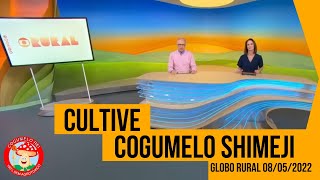 GLOBO RURAL  COMO CULTIVAR COGUMELO SHIMEJI 08052022 [upl. by Anglim]