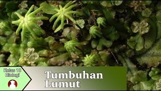 Kelas 10  Biologi  Tumbuhan Lumut  Video Pendidikan Indonesia [upl. by Grunenwald]