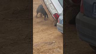 💥TORO VUELVA COCHE EN MALAGA DEL FRESNO💥 shortvideo shorts youtubeshorts youtube [upl. by Eninnaj539]