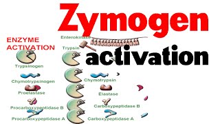 Zymogen activation [upl. by Naiditch]