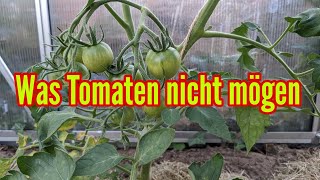 Was Tomaten nicht mögen  Diese Fehler solltest du beim Tomatenanbau unbedingt vermeiden [upl. by Euqinotna]