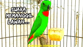 BURUNG SERINDIT BUNYI MEMANGGI LAWAN  SUARA PIKAT SERINDIT MEMANGGIL [upl. by Krik]