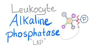 Leukocyte Alkaline Phosphatase “LAP score” [upl. by Amador413]