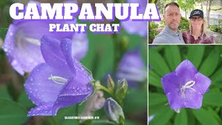 🔔 Campanula Bellflower Plant Chat  QG Day 81 🔔 [upl. by Ludmilla]