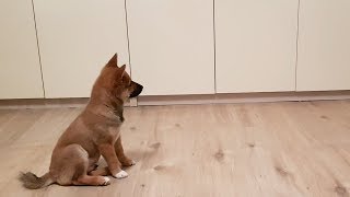 Puppy cant contain his excitement when owner comes home [upl. by Aizirk]