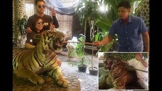 Distressing footage of tiger being poked by red hot stick to roar for photos sparks outrage [upl. by Yrailih]