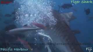 Tiger Shark Vs Scuba Diver 720p HD [upl. by Yesllek88]