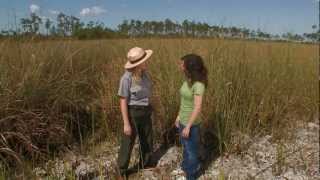 Everglades Mountains and Valleys Sawgrass Prairie [upl. by Ecal353]