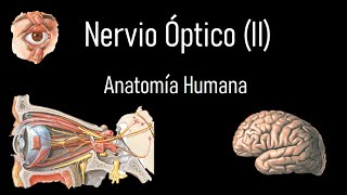 Nervio óptico II Segundo par craneal completo  Anatomía Humana [upl. by Olney]