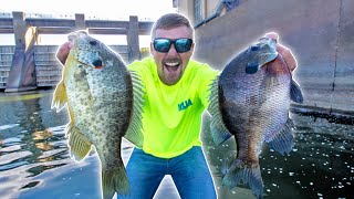 Fishing DAM For LOADS of GIANT BLUEGILL THOUSANDS [upl. by Lyon]