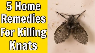 5 Home Remedies For Killing Gnats [upl. by Ynnahc]