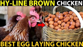 HYLINE Brown Chicken Farming  BEST EGG LAYING CHICKEN BREEDS  Best Chicken For Egg Production [upl. by Nnylyar]