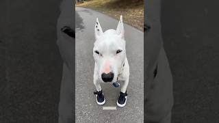 1 2 paw in shoe 👞 shorts dogsofyoutube shortsfeed cute meme 12bucklemyshoe [upl. by Bernadette]