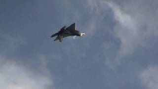 F22 Raptor in Rare Vertical Maneuver at AirFest 2009 [upl. by Ailana532]