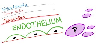 The Smooth Endothelium  How Your Body Prevents Clotting [upl. by Carolee]