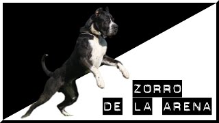 ZORRO DE LA ARENA  Training  Protection Work  Presa Canario  AVD eV [upl. by Darian299]