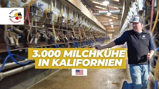 3 000 Milchkühe in Kalifornien [upl. by Assyle]