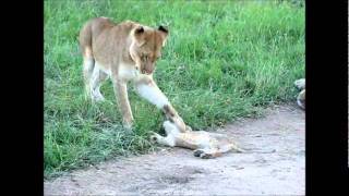 Lioness playing with her cub [upl. by Nerha]