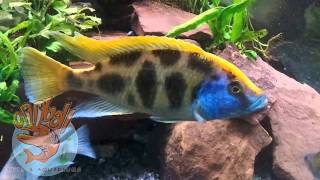 Oddball Pets and Aquariums  Nimbochromis venustus [upl. by Ecnar]