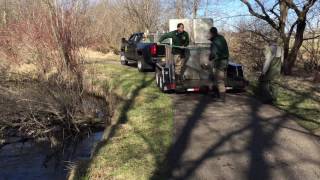 Stocking rainbow trout on the Vermillion River [upl. by Yecart379]