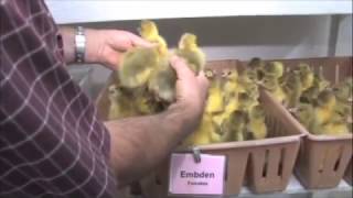 How to Sex Ducklings and Goslings  Metzer Farms [upl. by Esilec]