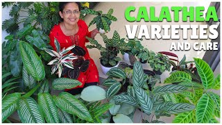 Calathea Varieties amp Tips  15 Varieties [upl. by Rockwell]