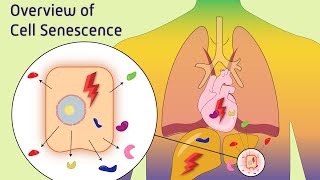 Overview of Cell Senescence [upl. by Adolph]