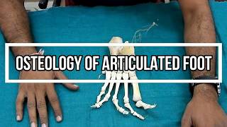 Osteology of Articulated Foot [upl. by Elreath]