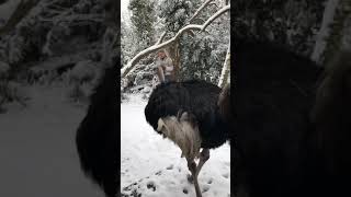 Ostrich First encounter with snow [upl. by Diley]