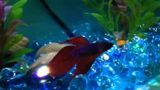 Red Veiltail Betta [upl. by Relyuhcs]