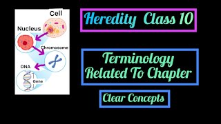 Heredity Terminology Chromosomes DNA Genes Allele Homo amp Heterozygous Phenotype Genotype etc [upl. by Aissatsana]