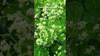 Euonymus japonica Thunb사철나무正木 꽃말quot변함없음quot 겨우살이나무Evergreen Spindle Tree 꽃이름 flower name 花の名前 [upl. by Nedle]