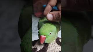 Mai mithu l parrot 🦜 massage l bolne wala tota [upl. by Novled]