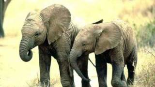 Elefante Africano  African elephant and the human nature [upl. by Rieth]