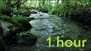 Nature Sounds of a Forest River for RelaxingNatural meditation music of a Waterfall amp Bird Sounds [upl. by Anyahc]