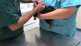 chihuahua crying sad puppy vet visit Kathleen animal Hospital [upl. by Miran]