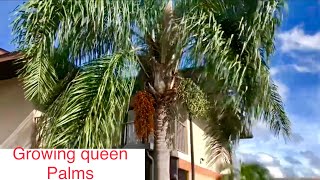 How to grow a queen palm from seed [upl. by Anoniw]