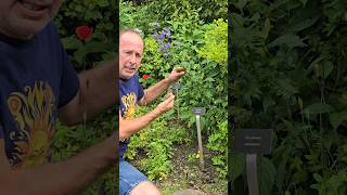 Jacobs ladder polemonium ediblegarden herbs explore cottagegarden adventure permaculture [upl. by Neeven]